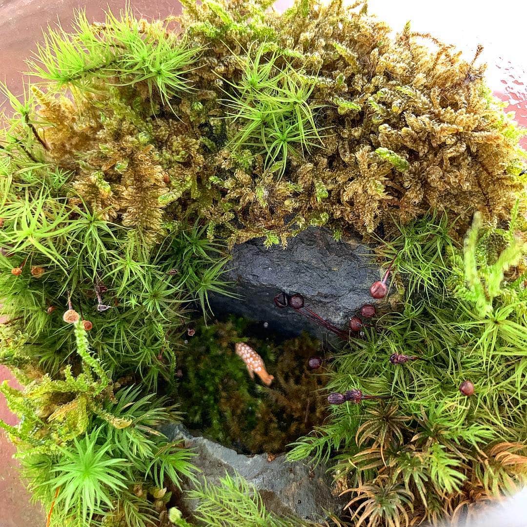小川貴之のインスタグラム：「苔の森に潜む🐾」
