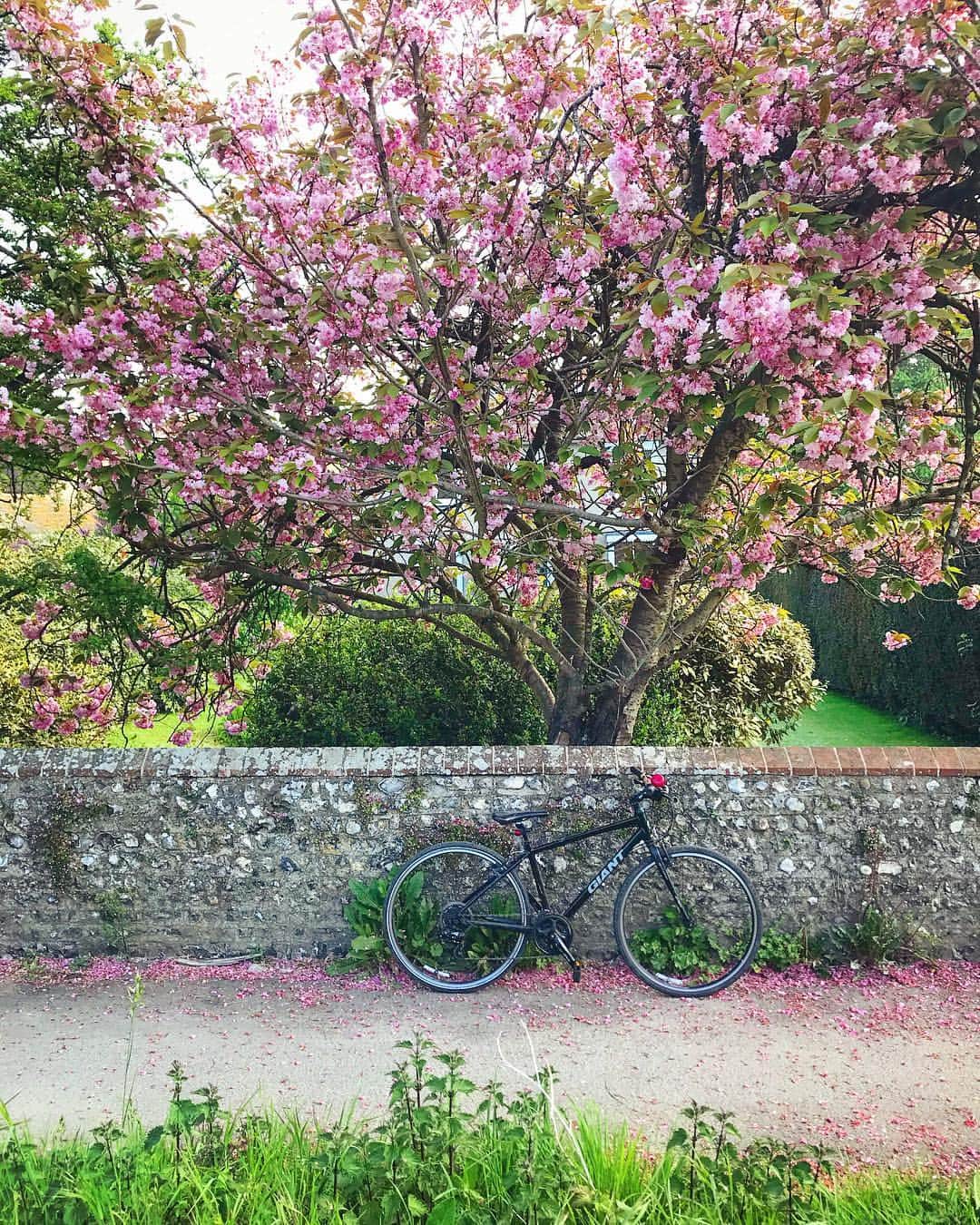 Tea and sittingのインスタグラム：「🚲...🌸🌿 #parkedbikesoftheworld #5ftinfbike #cherryblossom」