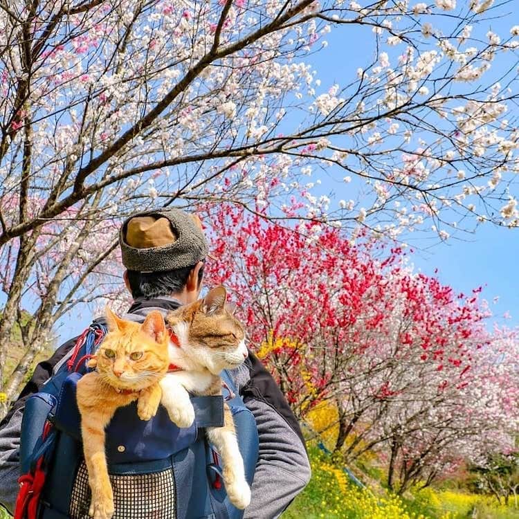 Aww Clubさんのインスタグラム写真 - (Aww ClubInstagram)「Happy adventure 📷@the.traveling.cats  #meowed #daikichi #fukuchan #rescuedcats #adventurecat #travellingcat #adoptdontshop」4月30日 15時45分 - meowed