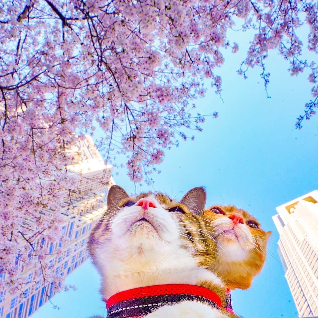 Aww Clubさんのインスタグラム写真 - (Aww ClubInstagram)「Happy adventure 📷@the.traveling.cats  #meowed #daikichi #fukuchan #rescuedcats #adventurecat #travellingcat #adoptdontshop」4月30日 15時45分 - meowed