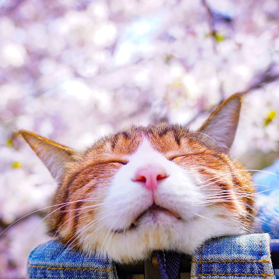 Aww Clubのインスタグラム