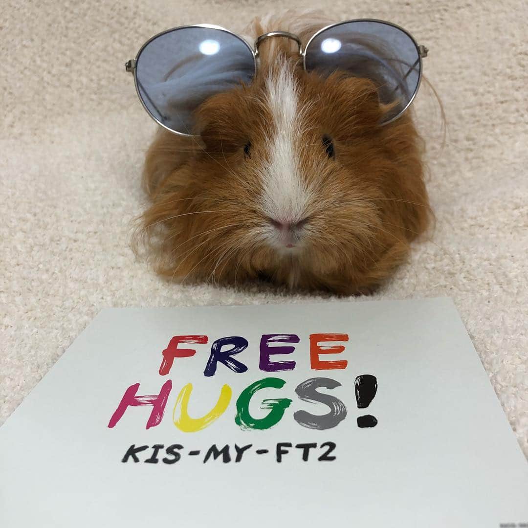 てん（ものまね）さんのインスタグラム写真 - (てん（ものまね）Instagram)「🐹「キスマイさん1位嬉しいね🌈」 #FREEHUGS #MyFREEHUGS  #モルモット」4月30日 15時54分 - tenkukku10