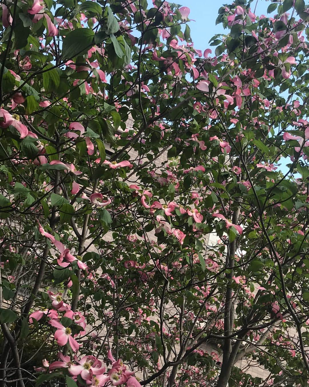 奈々子さんのインスタグラム写真 - (奈々子Instagram)「春雨降りて百穀を生化すれば也☆ 穀雨の候、久しぶりに実家に寄ったら庭がピンクだらけ…！ジャスミンが満開！！！めっちゃくちゃいい匂い(>_<)♡ . え、いつから？初めて見たんだけど！！と驚いていたら、2.3年前に植えてめちゃくちゃ成長したそう（笑）今まで咲いてる時期に帰ってなかったのかな？ 全然知らなかった☆ . ついでにピンクのハナミズキも満開♡ これも初めて見た♪ レモンの木や金木犀もだけど、我が家の庭の植物の生命力がすごくてちょっと感動☆ . ジャスミンの後ろに聳え立つのは成長しまっくて家と同じくらいの高さになるくらい巨大化したゴールドクレスト（笑）ものすごい台風の時もママが頑張って台風対策して倒れずに踏ん張ったこたちo(^-^)o . ジャスミンの成長がすごすぎて、そのうち庭がピンク一色に囲まれそうでめちゃくちゃ楽しみ(*^_^*)♡♡♡ . . #庭木 #春の庭 #ジャスミン #ゴールドクレスト #ハナミズキ #ピンクの庭 #実家 #庭 #名古屋 #ガーデニング #ママすごい♡ #garden #jasmine #tree #flower #gardening」4月30日 16時36分 - nanako__official