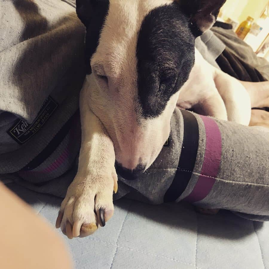 Q太郎さんのインスタグラム写真 - (Q太郎Instagram)「#minituru#bull#terrier#minibullterrier#miniturubullterrier#dog#dogstagram#cute#qtaro#love#family#ミニチュア#ブルテリア#ミニチュアブルテリア#Q太郎」4月30日 16時40分 - qtaro.jun