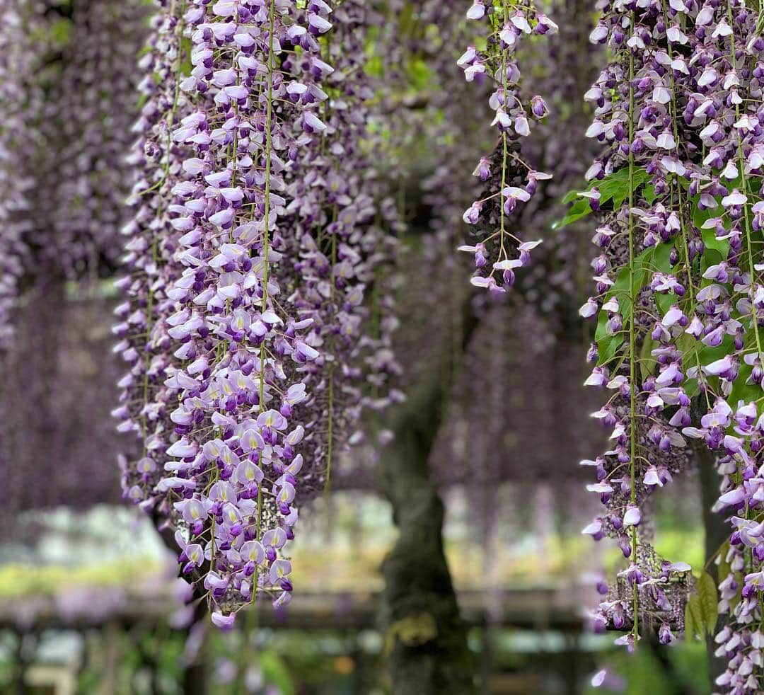 崎山一葉さんのインスタグラム写真 - (崎山一葉Instagram)「😍😍😍 藤の花。 見頃も終盤。  #tokyo #japan」4月30日 16時41分 - kazuha_sakiyama