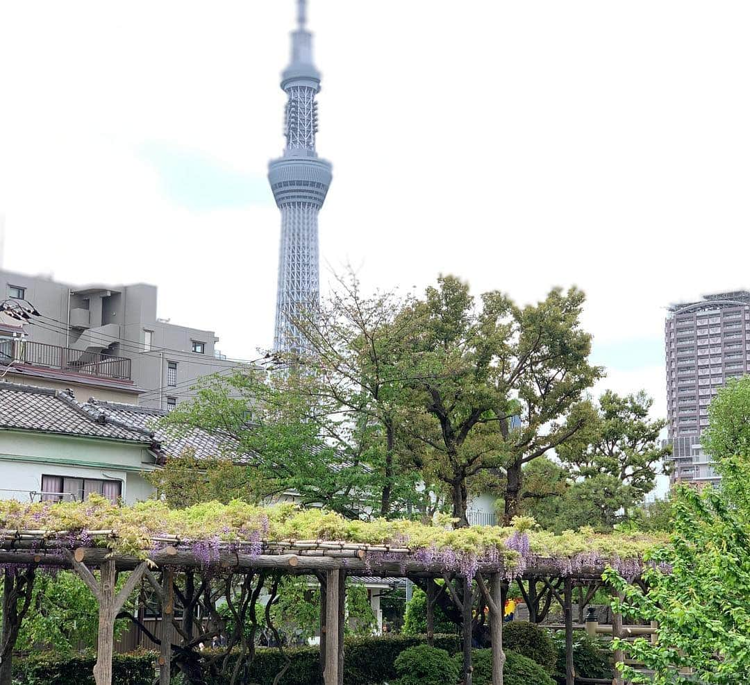 崎山一葉さんのインスタグラム写真 - (崎山一葉Instagram)「😍😍😍 藤の花。 見頃も終盤。  #tokyo #japan」4月30日 16時41分 - kazuha_sakiyama