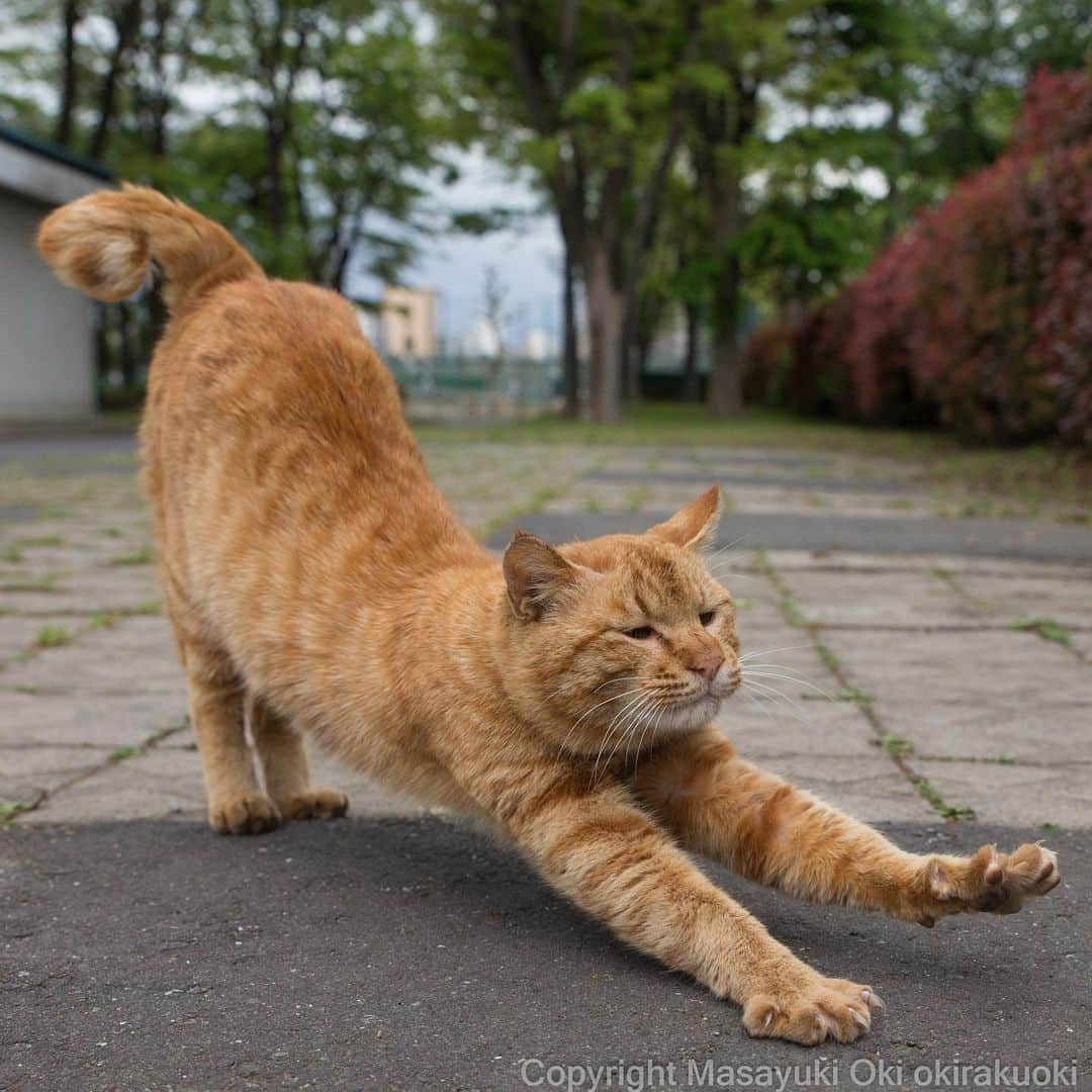 Masayukiさんのインスタグラム写真 - (MasayukiInstagram)「のびー。  #cat #ねこ」4月30日 16時51分 - okirakuoki