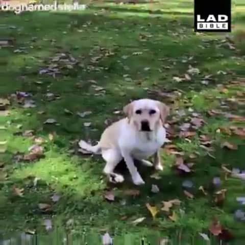 ジェイ・アルヴァリーズのインスタグラム：「Just to warm up your lovely day the cutest thing i’ve ever seen 😂✊🏽💗」