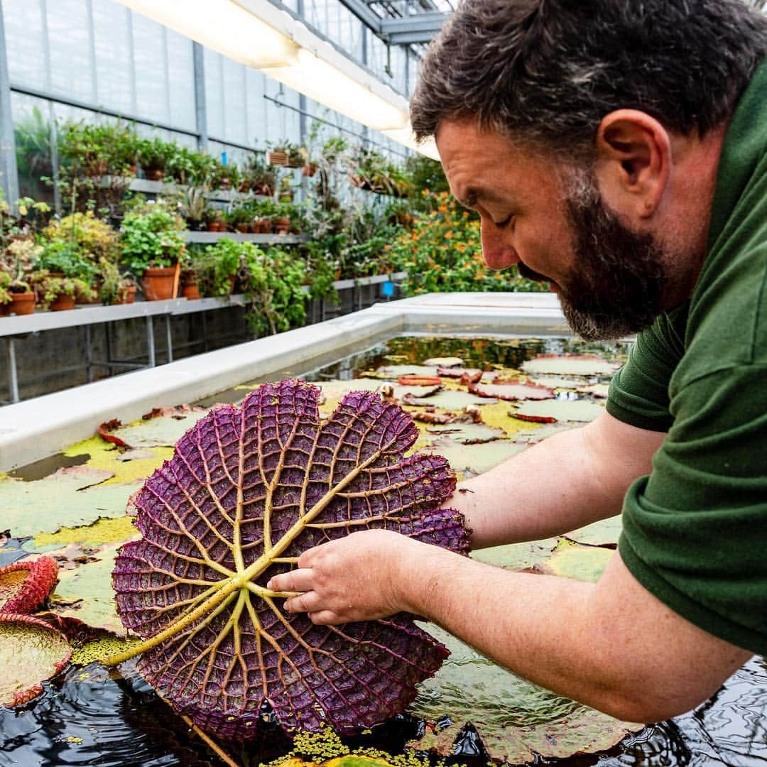 ニューヨーク植物園さんのインスタグラム写真 - (ニューヨーク植物園Instagram)「#Victoriaamazonica is the world’s biggest water lily, with pads growing to nearly 10’ wide. But they start small in their native habitat of Brazil’s Amazon River. Here, Marc Hachadourian, Director of Glasshouse Horticulture, shows us the spiny underside of a young leaf, and the seeds they start from. See these plants full-grown in “Brazilian Modern: The Living Art of Roberto Burle Marx,” highlighting the bold landscapes, vibrant art, and passionate commitment to plant conservation of this Brazilian icon. These and other sights and sounds of Brazil that inspired his work come to NYBG starting June 8. #plantlove 💚」5月1日 2時40分 - nybg