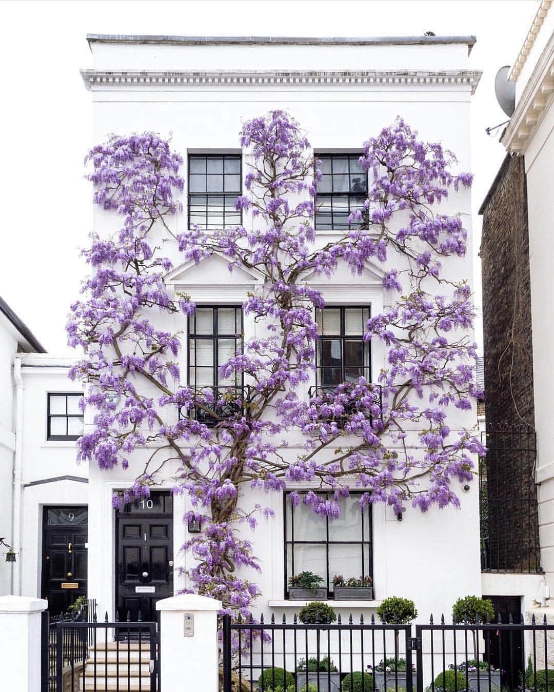 @LONDON | TAG #THISISLONDONさんのインスタグラム写真 - (@LONDON | TAG #THISISLONDONInstagram)「Famous for a week! #WisteriaHysteria courtesy of @sparrowinlondon 🌸🌸🌸 // #thisislondon #london #kensington」5月1日 2時58分 - london