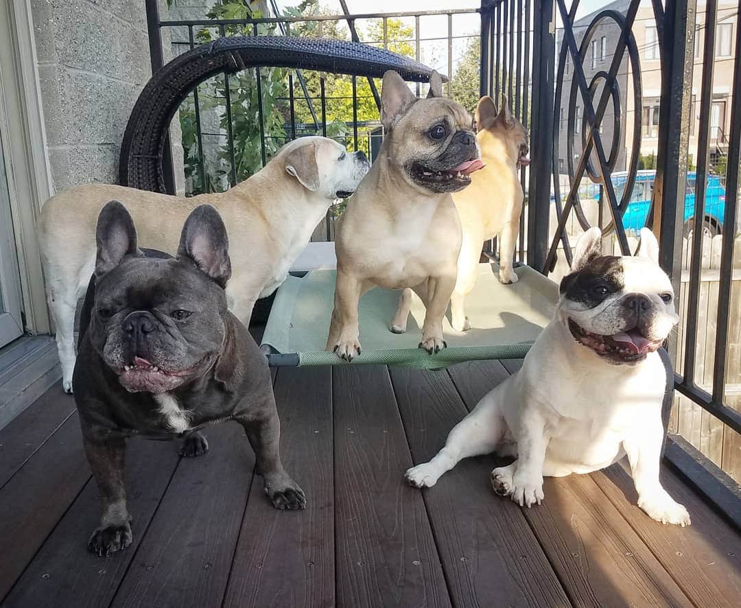 Manny The Frenchieのインスタグラム：「It's #AdoptaShelterPetDay! If you are looking for a new bff, visit your local shelter today. Already have a shelter pet?! There's lots of ways to help a homeless dog or cat! Easy one, go to Freekibble.com and answer today's trivia to help feed them my favorite food! 😀 @halopets」