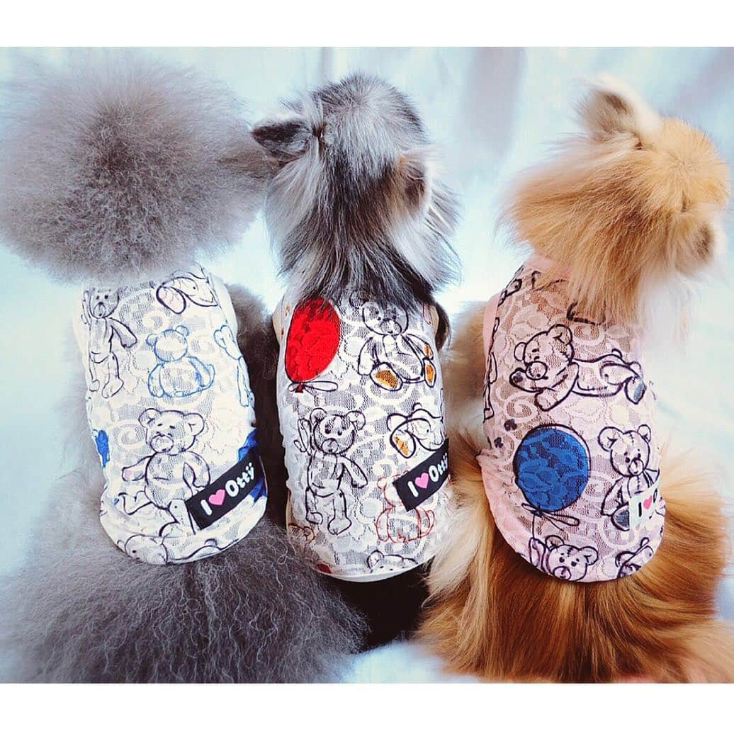 大原かおりさんのインスタグラム写真 - (大原かおりInstagram)「幕張ペット博・発売商品💁‍♀️🐶💕 ✔︎新作商品・その７ 🌟クマちゃんメッシュタンク🌟 ☺︎ 夏に必需品のレースメッシュタンクトップ。 クマちゃんが風船持って遊んでいる可愛い柄です🧸🎈✨ １枚着せるだけでシンプルにお洒落が楽しめる柄物メッシュタンク💖 プチプラ〜d(^O^)b💕 薄手の生地で伸縮性抜群なので、お散歩時にも気軽に着せやすく洗濯してもすぐ乾くので重宝する逸品😘🐶🎶 涼しい上に程よくフィットしてくれる優秀アイテム！！ ３色展開なので、多頭飼いの方にもオススメです🐶🐶🐶💕 ☺︎ カラーは3色展開♡ ホワイト/ピンク/ベージュ ☺︎ サイズは7サイズ展開♡ Baby/1号/2号/3号/4号/S/MD (S→2号の丈長めバージョン (MD→ダックスちゃんなどの丈長めバージョン) ☺︎ オシャレコーデして、夏のお出かけやイベント楽しんでください〜😘🐶🎀 * #Otty #OttyDog #オッティ #新作 #犬服 #幕張ペット博 #ペット博 #ペットイベント #発売スタート #クマちゃん #メッシュ #タンクトップ #レース #ホワイト #ピンク #ベージュ #お出かけ #プチプラ #プチプラコーデ #🐶❤️ #🧸 #🐻🎈 #Bear #🐾」4月30日 19時02分 - oharagaori_otty