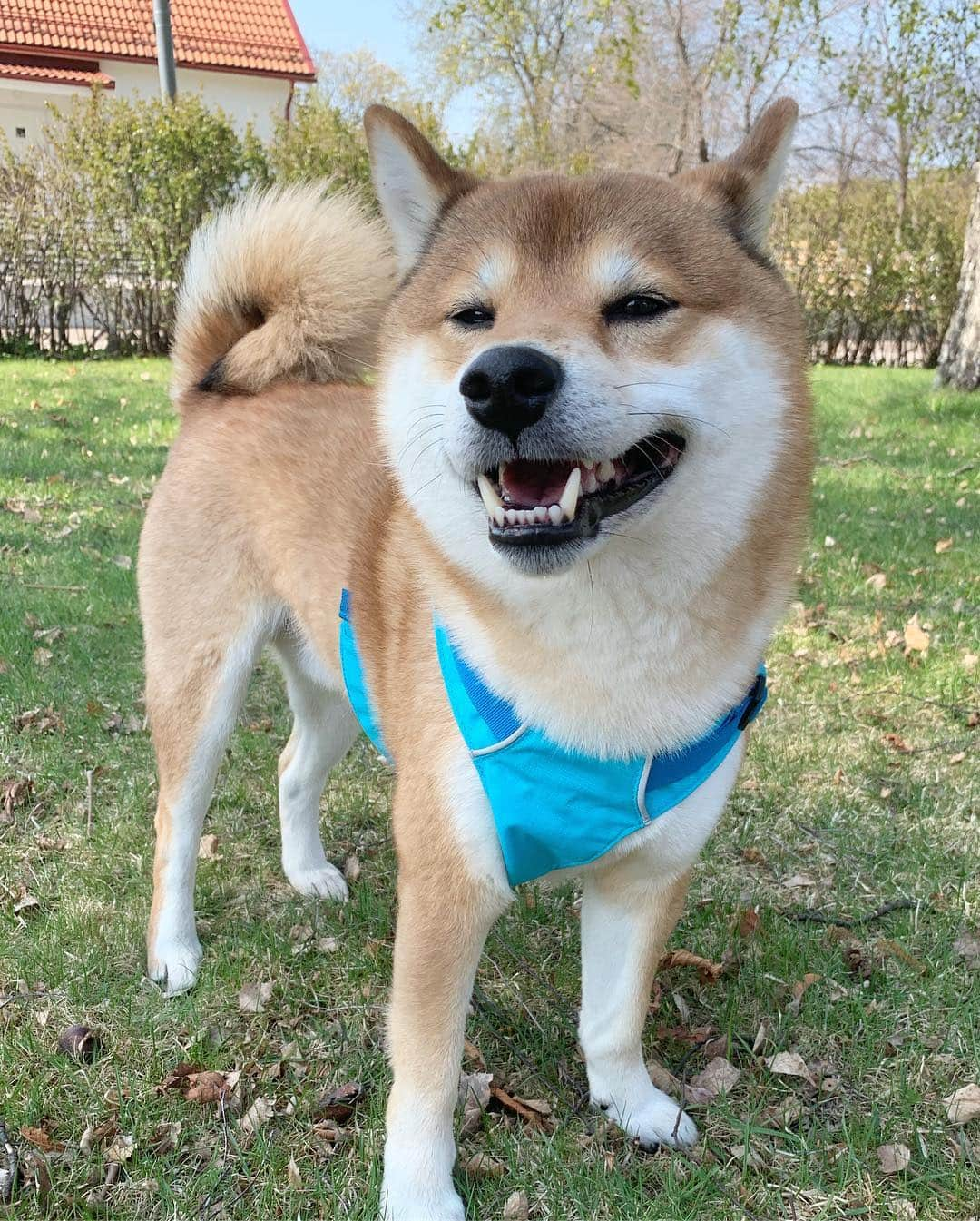 ?Fricko the Shiba Inu?さんのインスタグラム写真 - (?Fricko the Shiba Inu?Instagram)「Spring is here 😆😆Good day hoomans! 🐾 🐾 🐾 #Fricko #🐶 #☀️ #shiba #shibainu #dog #柴犬 #赤柴  #adorable #shibalovers #shibaholics  #dogoftheday  #weeklyfluff #aww #dogstagram  #dogscorner #puppiesofinstagram #shibapuppy」4月30日 19時18分 - umigiva