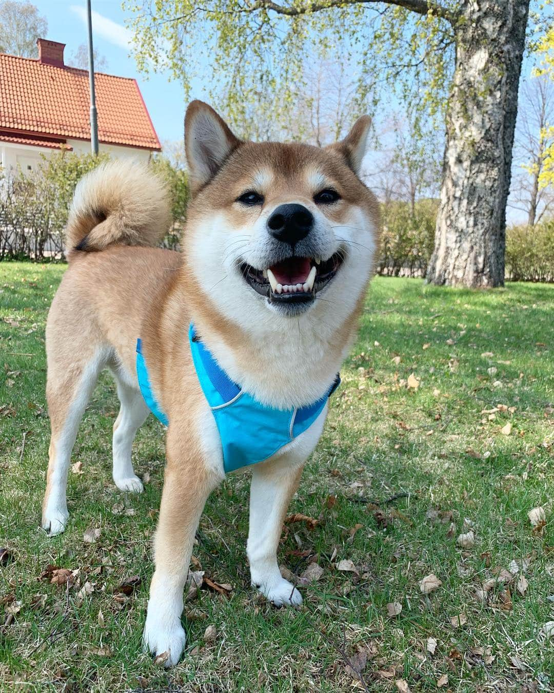 ?Fricko the Shiba Inu?さんのインスタグラム写真 - (?Fricko the Shiba Inu?Instagram)「Spring is here 😆😆Good day hoomans! 🐾 🐾 🐾 #Fricko #🐶 #☀️ #shiba #shibainu #dog #柴犬 #赤柴  #adorable #shibalovers #shibaholics  #dogoftheday  #weeklyfluff #aww #dogstagram  #dogscorner #puppiesofinstagram #shibapuppy」4月30日 19時18分 - umigiva