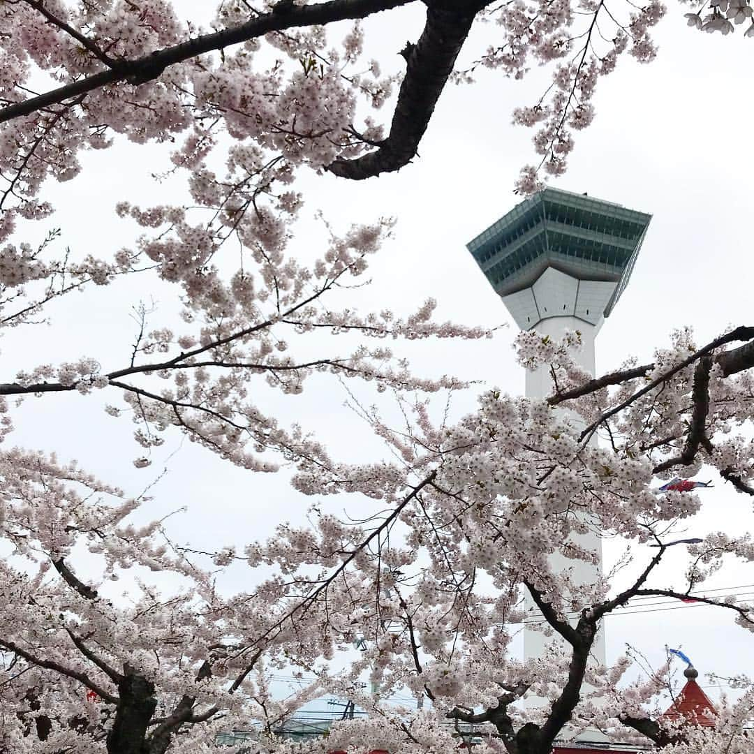 神田昭一のインスタグラム：「あいにくの雨でしたが、 五稜郭公園の桜は満開🌸  #HTB #イチオシ #お天気 #空とハイタッチ #桜中継 #雨でもキレイ #今が見頃 #函館 #五稜郭 #五稜郭タワー #気象予報士 #神田昭一 #渡辺菜月」