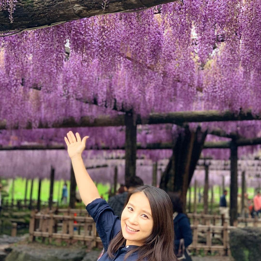 前田阿希子さんのインスタグラム写真 - (前田阿希子Instagram)「平成最後は雨の一日かな？と思いきや、午後から雨が上がったので少し津島に藤のお花見に。 あら、フライング令和なお饅頭まで。 美味しく頂きました🍵 ステキな令和になりますように😊  #aichi #wisteria #藤祭り #めちゃくちゃ良い香り #平成最後の日 #平成ありがとうございました  #令和も良い時代でありますように」4月30日 19時27分 - akiko_1206