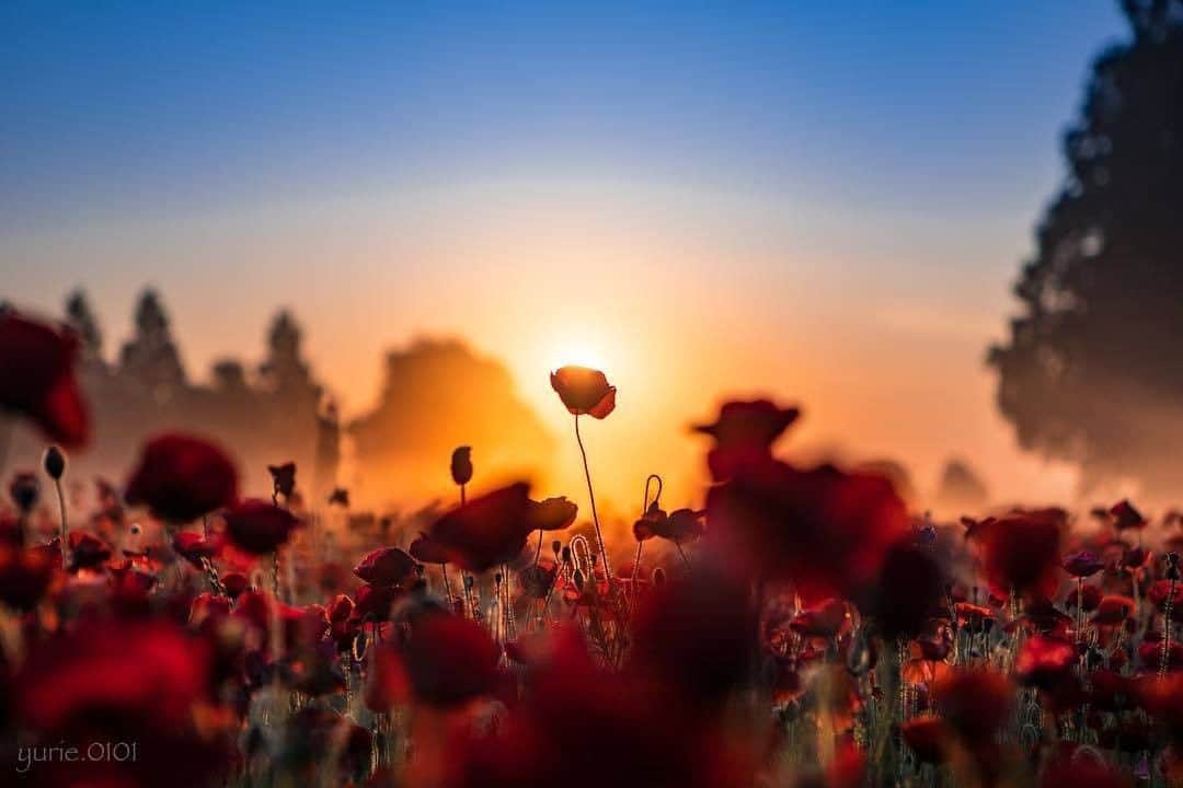 花の写真館のインスタグラム：「Photo by @yurie.0101.⠀ https://instagram.com/yurie.0101/⠀ .⠀ Original Post[投稿頂いたURL]⠀ https://www.instagram.com/p/BkGwBKkA5w_/⠀ .⠀ 本アカウントは、 #私の花の写真 をつけてInstagramに投稿された皆さまの花の写真や、「花の写真館」Facebookページで投稿された花の写真を紹介します。⠀ 「花の写真館」Facebookページは、「 @floral.photograph 」のプロフィールにあるURLからご覧ください。⠀ .⠀ #花の写真館 #floralphotograph #floralphoto #flower #flowers #富士フイルム #FUJIFILM⠀ Follow: @floral.photograph」