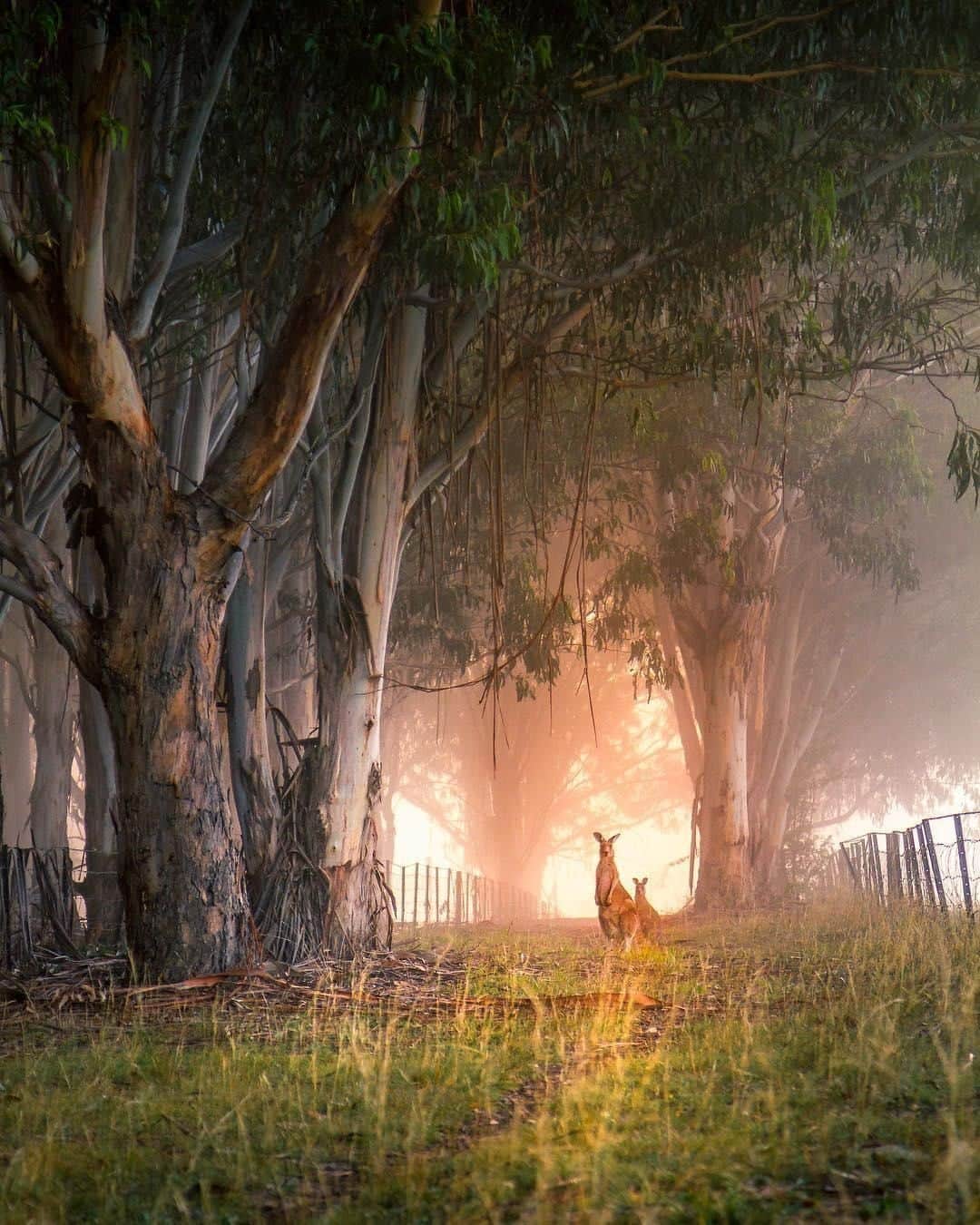 Australiaさんのインスタグラム写真 - (AustraliaInstagram)「“Strike a pose under the gum trees? No worries, mate.” The local @visitcanberra #kangaroos certainly are an obliging mob, as @grant_oloughlan found out when he captured this stunning shot. Didn't expect to see native wildlife like this in #Australia’s capital city? #Canberra is unique in that it’s a cosmopolitan city with a great food and culture scene, but it’s also surrounded by parklands and native bush. So in one day, you can easily go from gazing at world-class art at @nationalgalleryaus and staying in a designer hotel like @domahotels #HotelRealm, to bushwalking and spotting emus, kangaroos and cockatoos on the outskirts of town.  #seeaustralia #visitcanberra #nature #explore #city」4月30日 20時00分 - australia