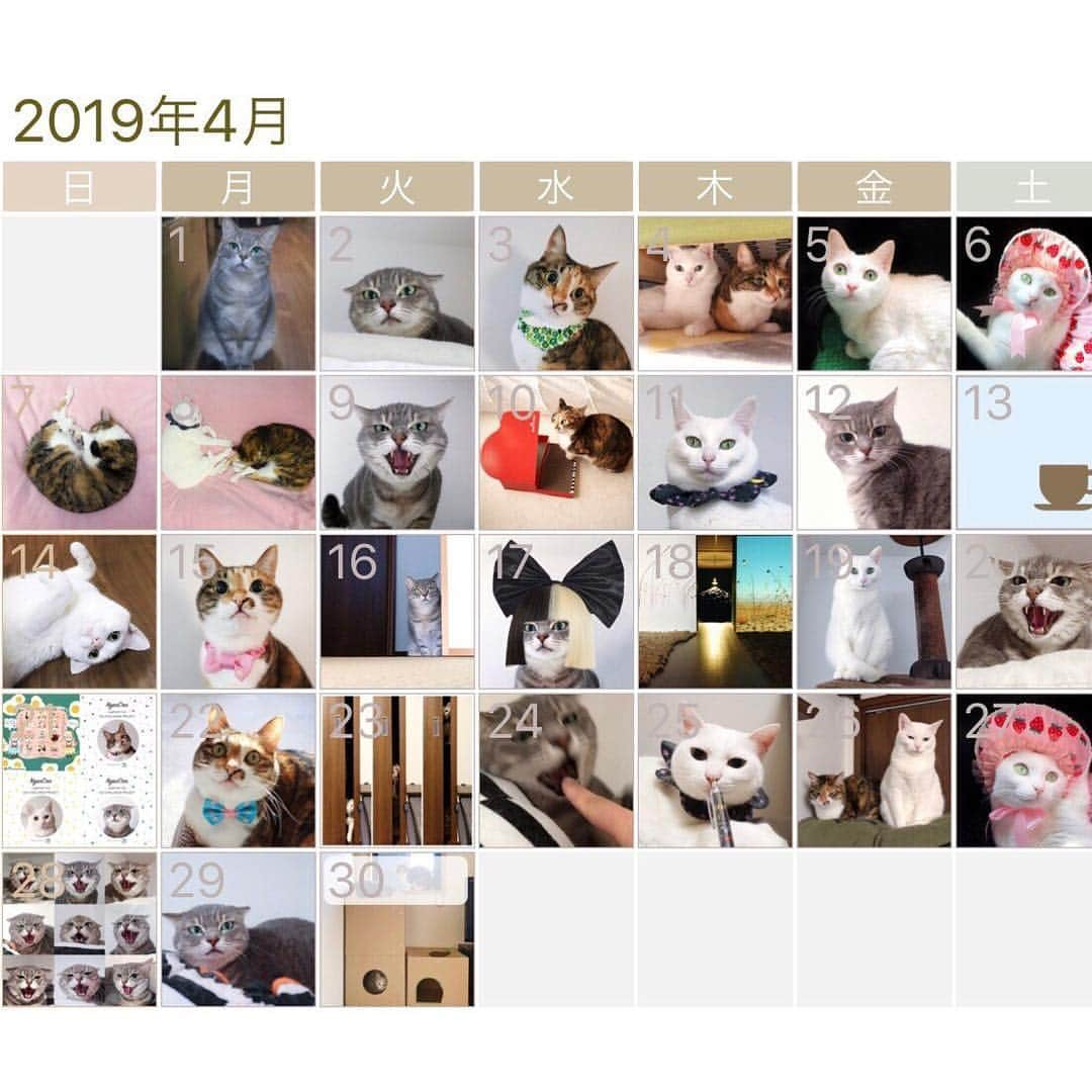 marikill66さんのインスタグラム写真 - (marikill66Instagram)「4️⃣🗓🐱🐱🐱👋 * #ありがとう平成 #さよなら平成 * #2019年4月 #インスタカレンダー #cat #catstagram #catsofinstagram #catoftheday #instacat #vsco #marikill66 #marikill66_2019 #marikill66_04」4月30日 20時13分 - marikill66