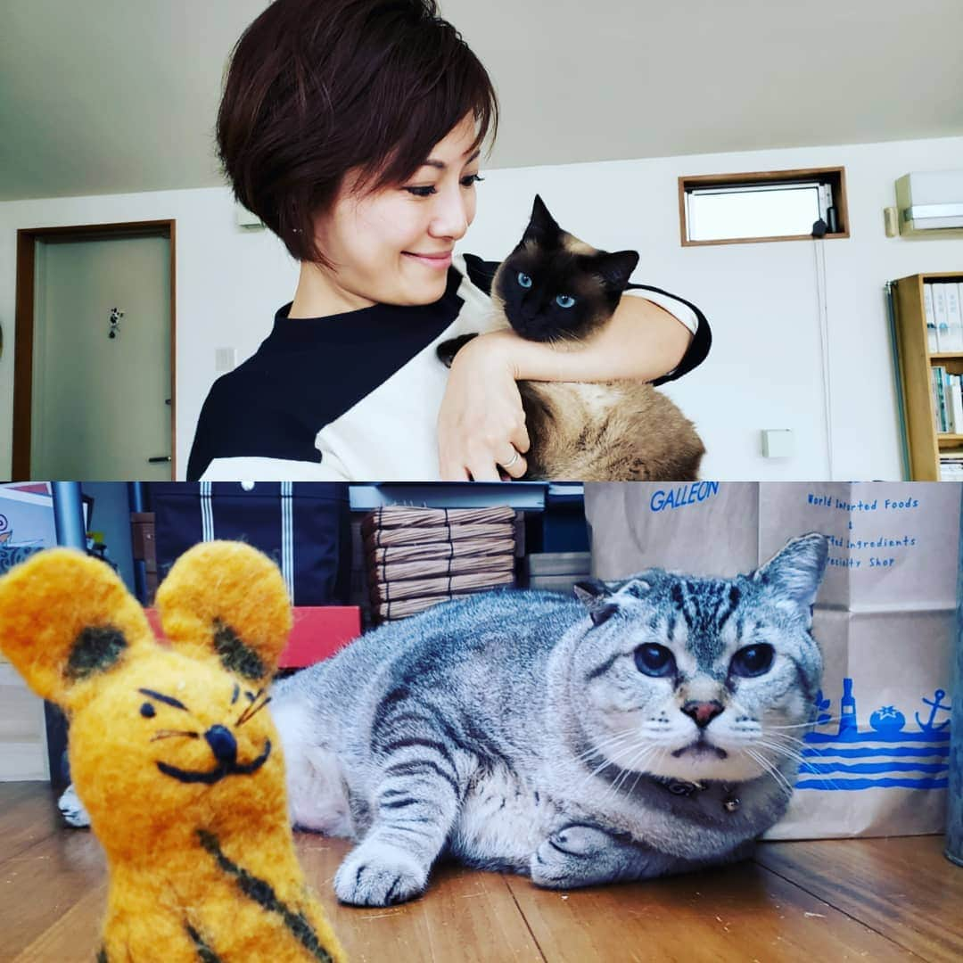 梅田陽子さんのインスタグラム写真 - (梅田陽子Instagram)「ひさびさのスズメさん宅へ。こしゅけさんと、妹のこにゃつさんと。お二方とも🐱🐱ブルーアイが綺麗な、可愛い🐱さんだよ～！. #スズメさん#スズメご夫妻#こしゅけ#こすけ#こにゃつ#こなつ#小助#小夏#猫#🐱#cat#catstagram#横綱と新弟子#平成最後の日」4月30日 20時27分 - yokoumeda