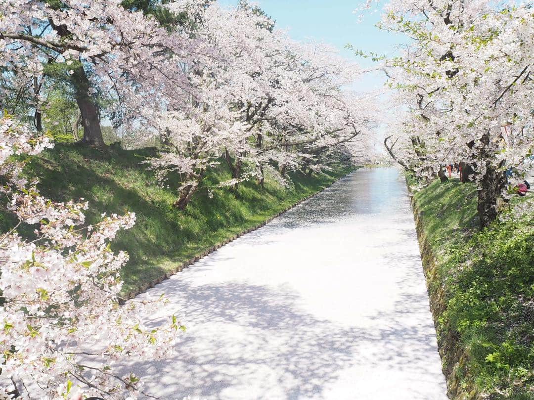 菅原智郁さんのインスタグラム写真 - (菅原智郁Instagram)「少しだけ遅い春が、青森にもやって来ていました。  #弘前公園 の桜🌸 お城の周りはもう散り始めていて、ちょうど花筏が見られましたー！感動！！！ . これが私にとって平成最後の桜になりました。 明日から、令和になります。 いい時代でありますように…✨ . #青森 #弘前 #弘前公園 #弘前さくらまつり #弘前城 #花筏 #ミラーレス一眼 #photo #photography #🌸 #桜 #お花見 #岩木山 #GW #行くぜ東北」4月30日 20時35分 - tomotomokaaaa22