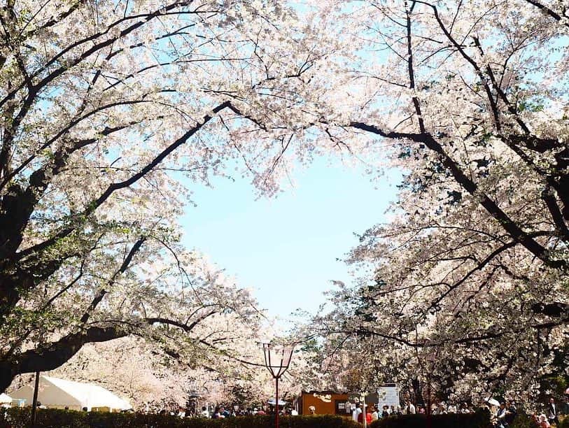 菅原智郁さんのインスタグラム写真 - (菅原智郁Instagram)「少しだけ遅い春が、青森にもやって来ていました。  #弘前公園 の桜🌸 お城の周りはもう散り始めていて、ちょうど花筏が見られましたー！感動！！！ . これが私にとって平成最後の桜になりました。 明日から、令和になります。 いい時代でありますように…✨ . #青森 #弘前 #弘前公園 #弘前さくらまつり #弘前城 #花筏 #ミラーレス一眼 #photo #photography #🌸 #桜 #お花見 #岩木山 #GW #行くぜ東北」4月30日 20時35分 - tomotomokaaaa22