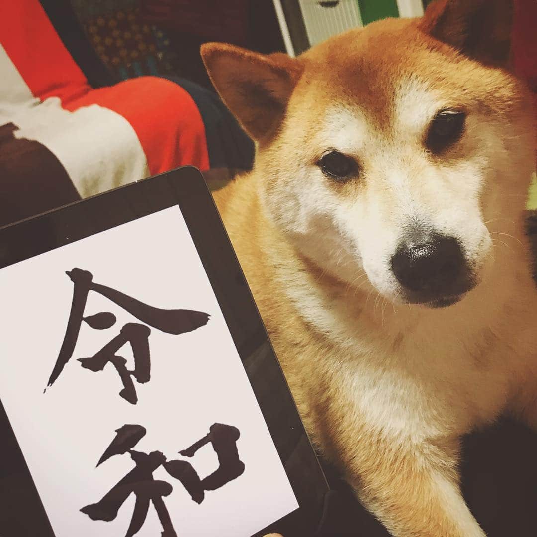 Hanamichi ＆ ℕㆁℜ〡ｋㆁ♡のインスタグラム：「新しい時代もずっと一緒にいようね( ˘͈ ᵕ ˘͈ ) ♡  #令和 #柴犬 #しばいぬ #子犬 #わんこ #dog #shiba #puppy #love」