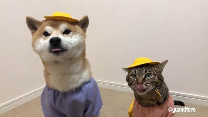 のインスタグラム：「. lick lick lick lick👅 Yu🐶 Toro🐱 . #平成最後  #何となく幼稚園コスで #ぺろぺろが止まらないw #目がガチ😂 #ゆうとろコスプレ」