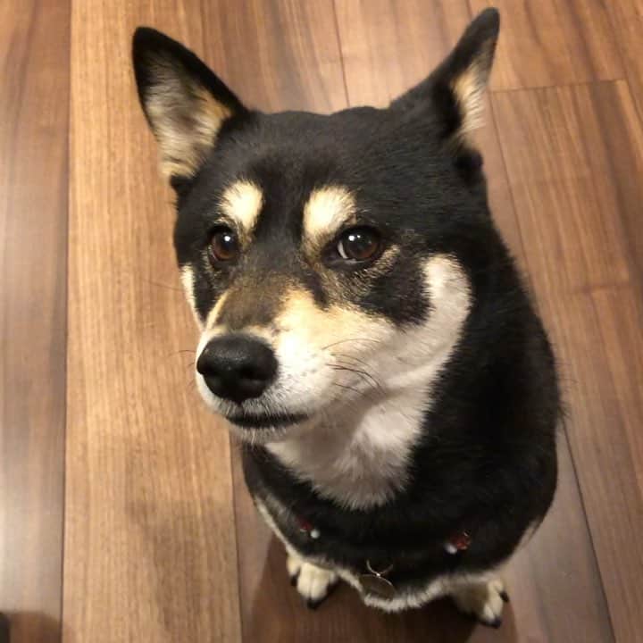 vo_coのインスタグラム：「🐶 さよなら平成 元号変わることに特に何の感慨もないけど、時代の大晦日感みたいなのは貴重な体験 * 本日うちでごはん会だったのでこたつさんも便乗していつもよりおやつたくさんもらいました セーかーから頂いたおやつ、食い付きがすごいですありがとうございました！ @koroharu_shiba @kurukurukurumi222 @shibainusarah @mametheshiba  色々とありがとう！ * #shibastagram #instashiba #shiba #shibainu #黒柴 #柴犬」