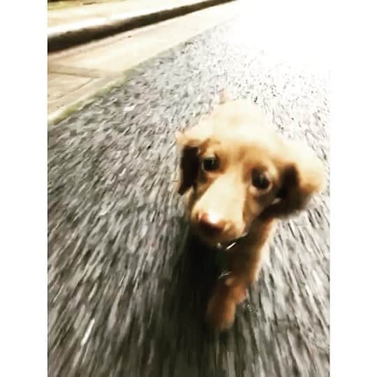 北見寛明のインスタグラム：「散歩デビュー #ビビってたのに #すぐ慣れた #ハート強っ #犬 #仔犬 #ミニチュアダックス#dog #dogs #dogstagram #dogsofinstagram #dogs_of_instagram #doglover #ilovemydog #dachshund #dachshund_love #dachsundsofinstagram #dachshund_world #dachshundsofinstagram #minidachshundpuppy #dachshundlove」