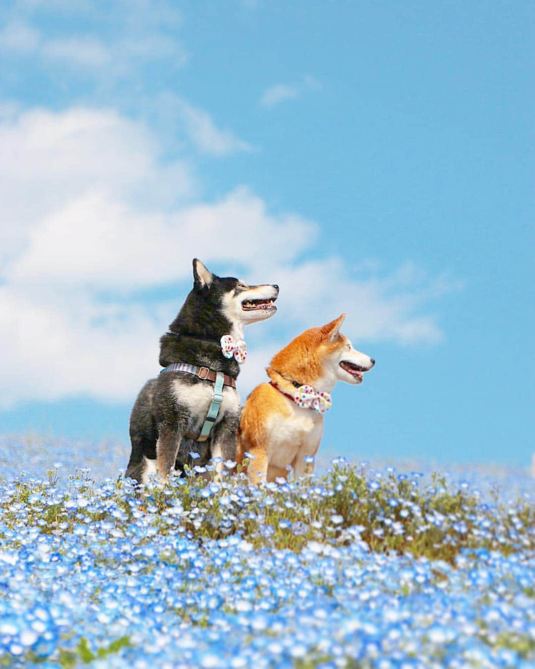 柴犬 けんしろう ゆりあさんのインスタグラム写真 - (柴犬 けんしろう ゆりあInstagram)「🐶💙🐶 . ありがとう、 青春がぎゅっと詰まった平成。 . 来たる令和も みなさまにとって さわやかな風の吹く 良い時代となりますように！ . . そして明日も、今日と変わらず 「かわいいね、いい子だね、大好きだよ」を けんゆりにたくさんたくさん伝えていくことが 私の一番大切な役目です。 特に、お耳の遠くなったけんちゃんには念入りにね☺️ . Location: #ひたち海浜公園」4月30日 20時55分 - nerishiro