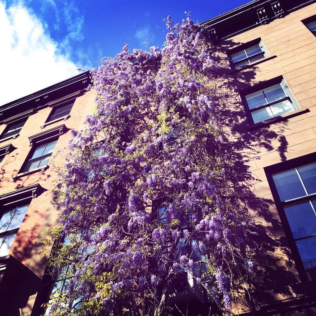 大森美希さんのインスタグラム写真 - (大森美希Instagram)「#beautiful #wisteria #glycine #nyc #nylife #chelsea #spring #printemps #藤 #ニューヨーク生活 #ニューヨーク #海外生活 #海外で働く #春」4月30日 20時57分 - mikiomori_