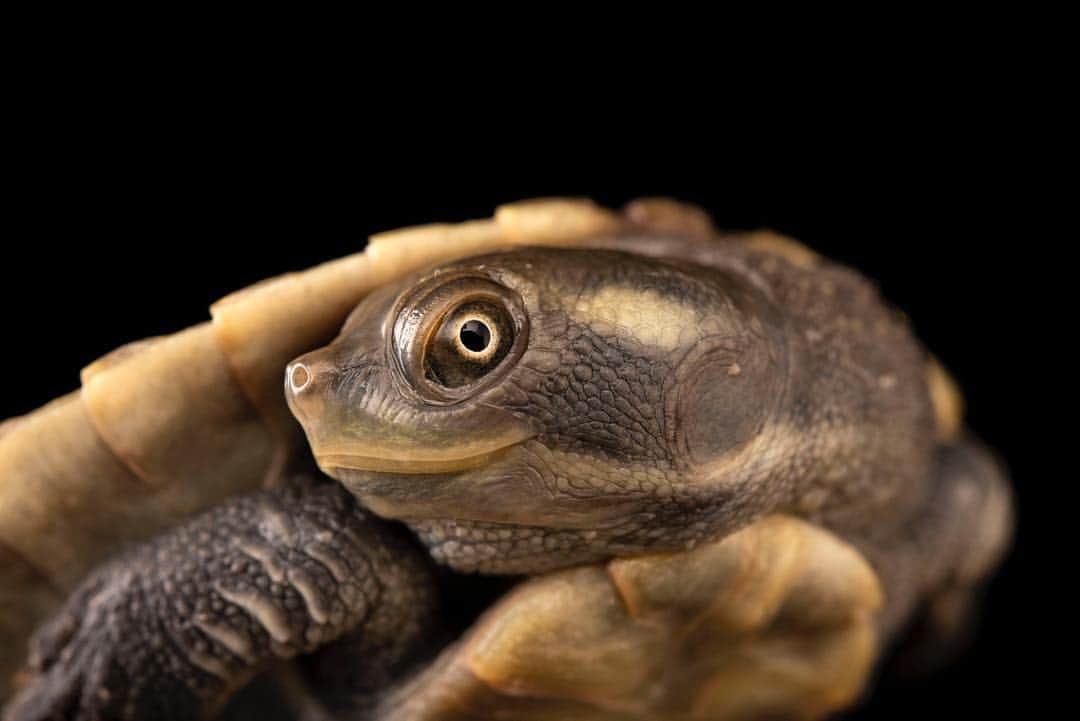 Joel Sartoreさんのインスタグラム写真 - (Joel SartoreInstagram)「For many species like this Cooper creek turtle @tempcol, the future depends on our decision to adopt wildlife-friendly practices in our everyday lives. This turtle and many other ancient reptiles around the globe are declining in numbers as a result of improperly discarded waste. Freshwater turtles are threatened by things like plastic bags, cigarette butts, and fishing line that make their way into aquatic habitats. By choosing to limit your use of these items you help to ensure that they do not pose a threat to wildlife, saving turtles like this guy!」4月30日 21時01分 - joelsartore