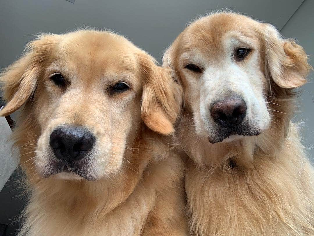 Bobさんのインスタグラム写真 - (BobInstagram)「Calma meus goldos!! Papito está voltando 🛫😃 #goldensofinstagram #ilovegolden_retrievers #dogsofinstaworld #dogs_of_instagram #pets #instagram #instagrammers」4月30日 21時18分 - bob_marley_goldenretriever