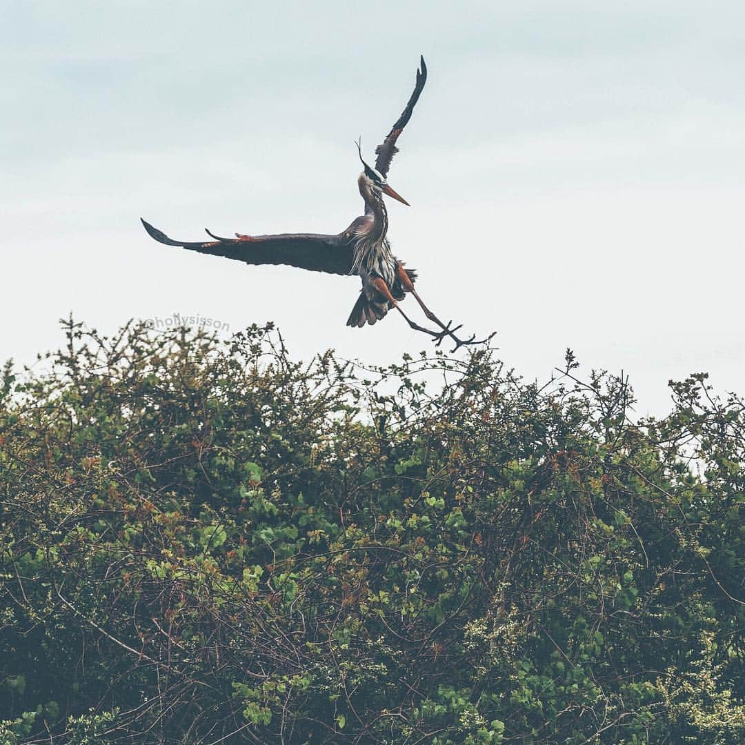 Holly Sissonさんのインスタグラム写真 - (Holly SissonInstagram)「Landing time! 🤣 @visitpensacola || #experiencepcola #PcolaPressTrip #GulfIslandsNationalSeashore #greatblueheron ~ Canon 1D X MkII + 70–200 f2.8L IS MkII @ f4.5 200mm (See my bio for full camera equipment information plus info on how I process my images. 😊) ~ #pickmotion」4月30日 21時23分 - hollysisson