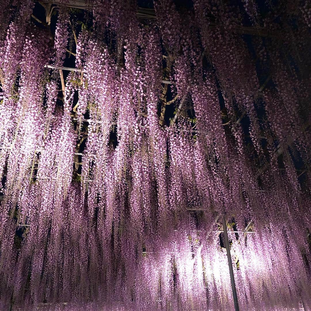 藤岡静香のインスタグラム：「毎年恒例 藤の花 あしかがフラワーパーク❤️ ライトアップ綺麗すぎた✨ いつもありがとう😊 #あしかがフラワーパーク #藤  #ライトアップ  #綺麗  #平成 #最後 #素敵な思い出 #ありがとう  #ありがとう平成 #インスタ映え  #あしかがフラワーパーク藤」