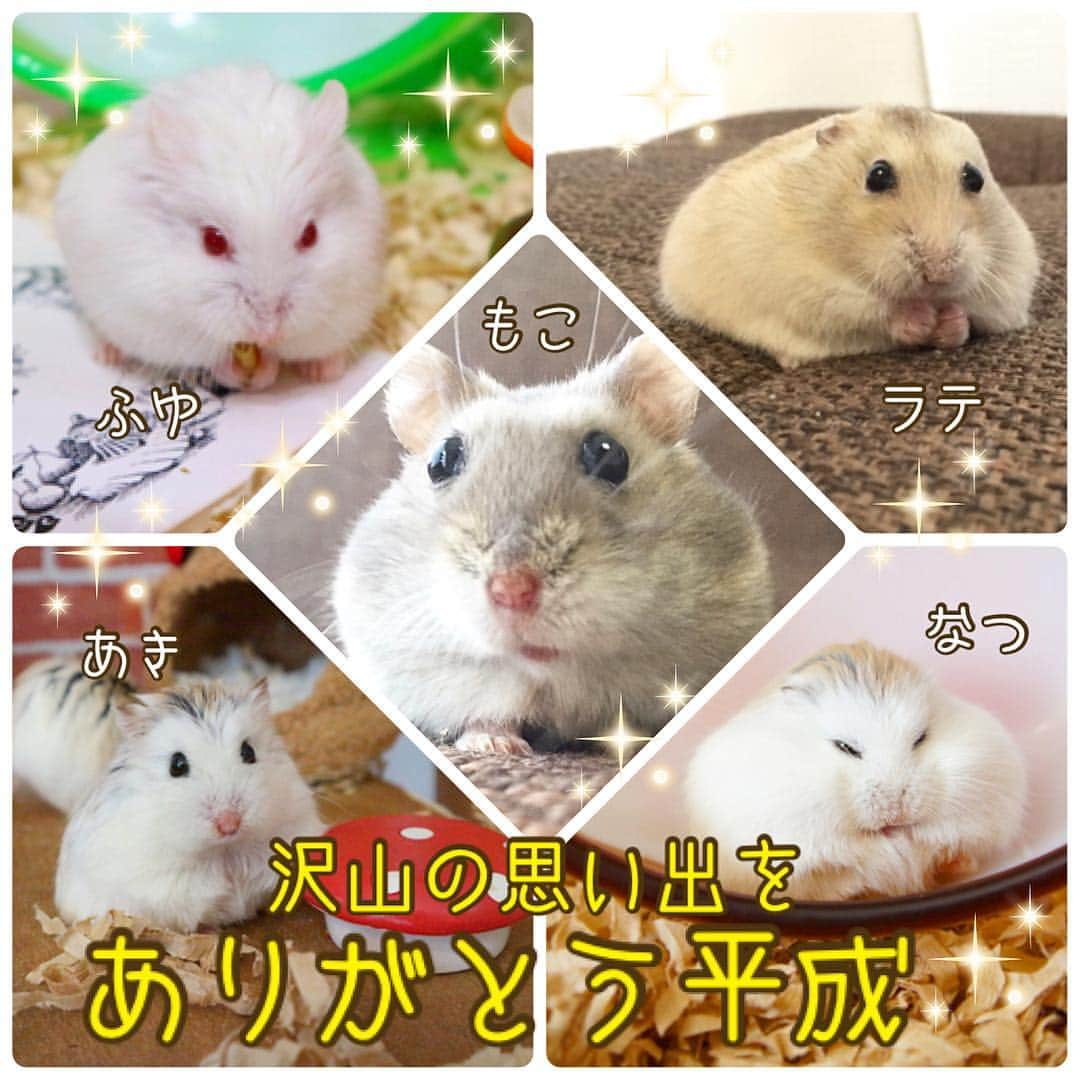 hamster_mocoのインスタグラム