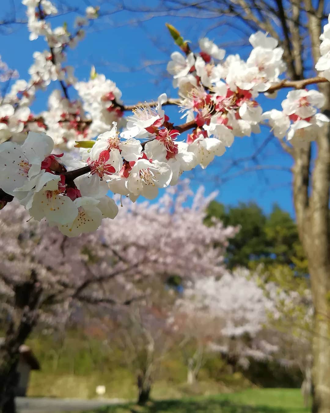 千種ゆり子さんのインスタグラム写真 - (千種ゆり子Instagram)「【4/30千種ゆり子の空てんき】 令和が発表されたときに話題になった梅(皆忘れてる笑)と、奥には桜 . 桜と梅を同時に楽しめるのはレアでしょ😊青森の特権ですね♥️ . 地道にコツコツ積み上げていこうと、この歴史的瞬間に、気持ちを新たにしました。 . #改元 #令和 #平成最後 #決意表明」4月30日 21時55分 - chikusa_yuriko