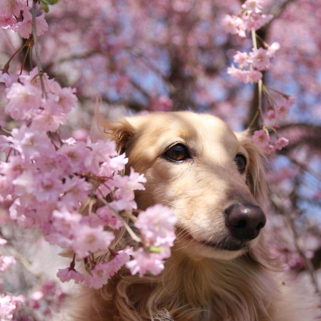 のインスタグラム：「🌸🐶🌸 #桜ワンコ  #カメラ嫌い同好会 #pecoいぬ部 #犬の生活が第一 #癒しわんこ #dachshund #犬バカ部 #短足部 #ふわもこ部 #tokyocameraclub #東京カメラ部」