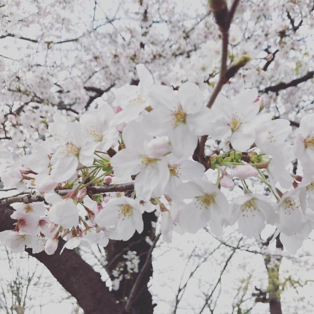 遠乃歌波さんのインスタグラム写真 - (遠乃歌波Instagram)「I was happy during the Heisei period:) #平成最後の日  #cherryblossom  #bandmaid #thankyouheisei」4月30日 22時09分 - kanami_bandmaid