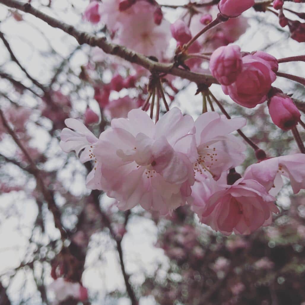 遠乃歌波さんのインスタグラム写真 - (遠乃歌波Instagram)「I was happy during the Heisei period:) #平成最後の日  #cherryblossom  #bandmaid #thankyouheisei」4月30日 22時09分 - kanami_bandmaid