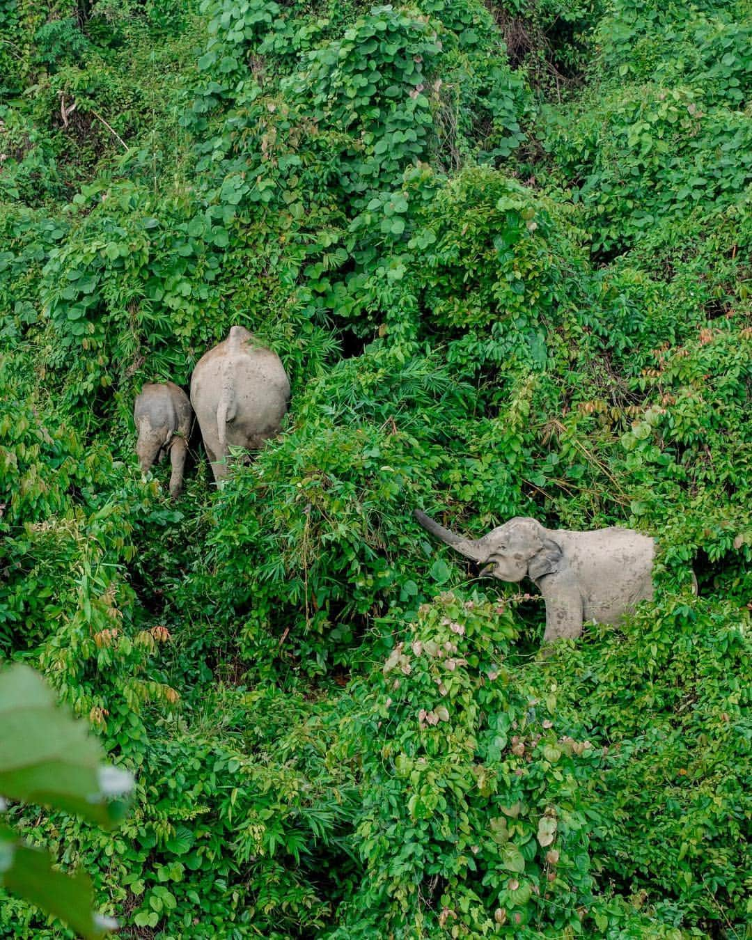 ナショナルジオグラフィックさんのインスタグラム写真 - (ナショナルジオグラフィックInstagram)「Photos by Ismail Ferdous @ismailferdous | Endangered elephants are trapped by world’s largest refugee camp; with the uprooted Rohingya in Bangladesh, it’s a tragedy of one displaced group inadvertently displacing another. As refugee camps expand and the forest shrinks for development, elephants risk running out of food and the potential for inbreeding grows. About 38 elephants are trapped in the forest next to the Kutupalong camp, which blocks elephant migration routes. Even at the Teknaf Wildlife Sanctuary, next to the Kutupalong camp, development has leveled some parts of it. To make room for refugees, last summer Bangladesh cleared 10,000 acres of forest and leveled over a hundred hills, like those in the Ukhiya forest area around Cox’s Bazar.」4月30日 22時11分 - natgeo