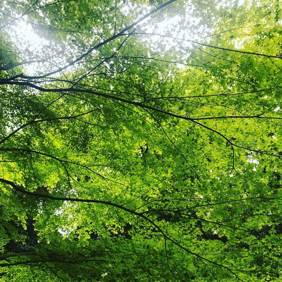 齊藤美絵さんのインスタグラム写真 - (齊藤美絵Instagram)「花が咲き誇るエネルギー。 葉が生い茂るエネルギー。  太陽の光が降り注いで、 雨が降って、 大地の力を吸収して、 風に吹かれて、 この美しい姿に。  周りの力あってこそ輝く。  森羅万象によって生かされていることを花や木々を見て感じていたところ マヤ暦を教えてくださった女性から 「豊かなエネルギーを自由に使いこなせる1年に。自分のためにだけでなく、森羅万象から受け取ったエネルギーであることを忘れない事が大切です。」とありがたいお言葉✨  助けてくださる方々。 受け入れてくださる方々。 与えてくださる方々。  豊かなエネルギー。  とてもありがたくいただきながら 明日を迎えられること。  深い喜びです。  今日、電話した人達、メールのやりとりをした人達。本当に特別な存在です🍀  #森羅万象 #ツタエルヒト。」4月30日 22時15分 - saitomie