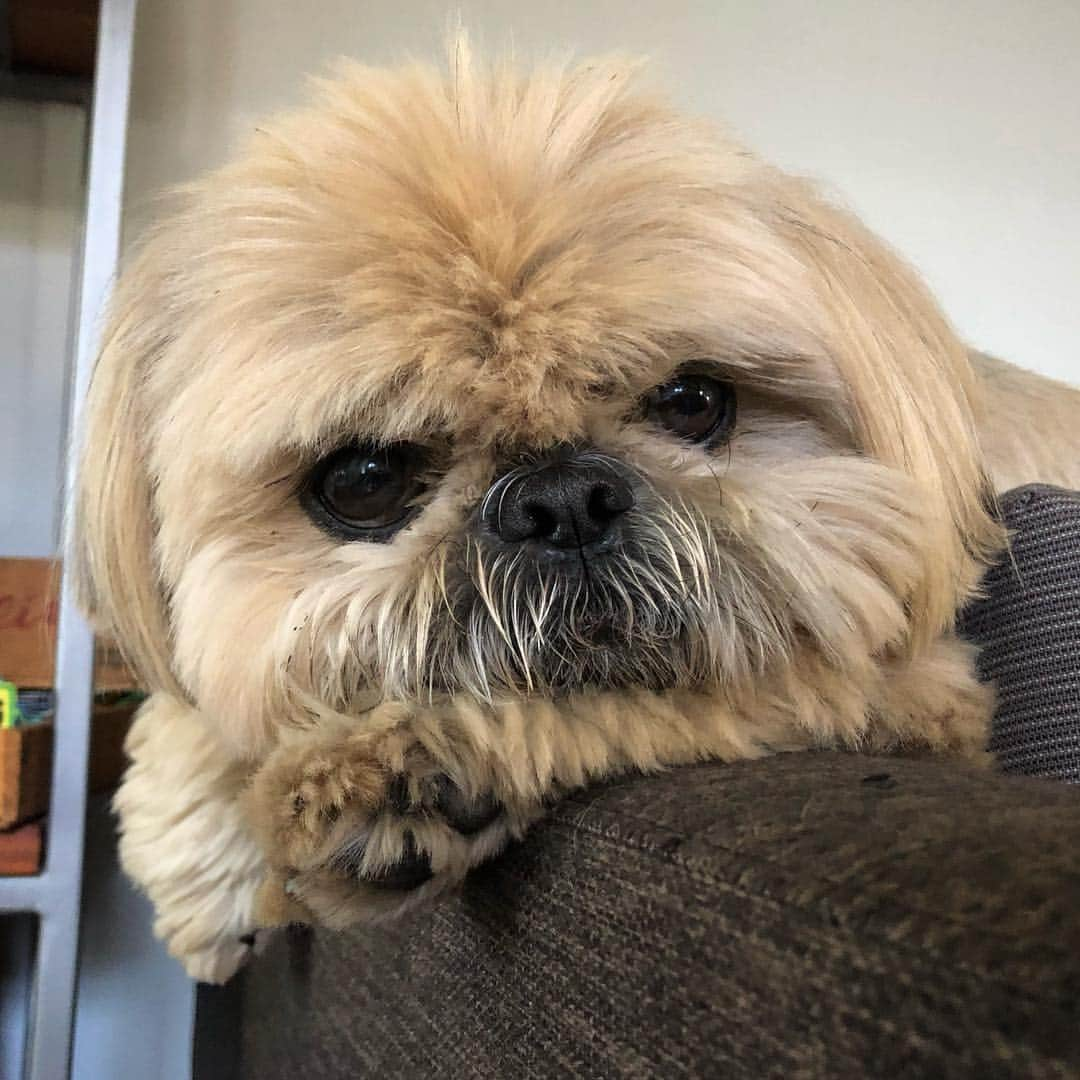 Dougie the Shih Tzuさんのインスタグラム写真 - (Dougie the Shih TzuInstagram)「Pup in repose.」4月30日 22時27分 - dailydougie