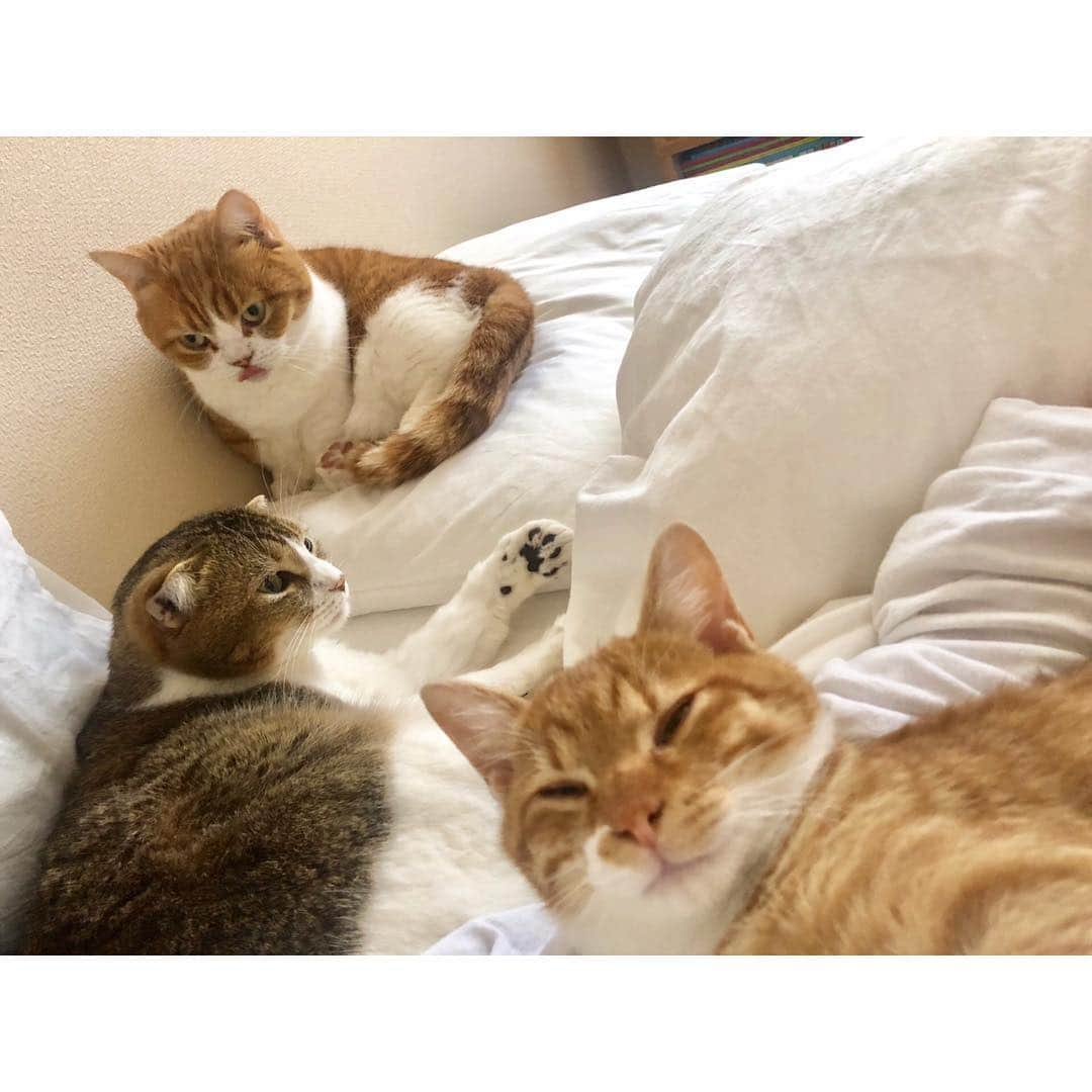 ひよりさんのインスタグラム写真 - (ひよりInstagram)「令和も平和に過ごせますように🐱🐱🐱」4月30日 22時24分 - nekohiyo