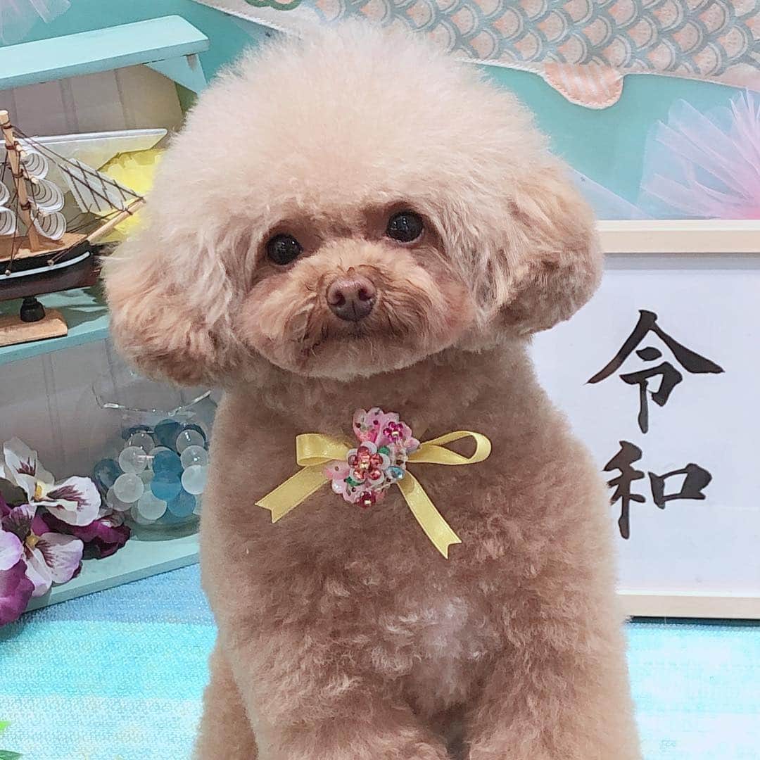 ももちゃん & まろんたんのインスタグラム：「平成最後の日はトリミングでした〜❤️ 贅沢にハーブパックと歯磨きもして貰ったよ✨ キレイキレイしてもらって令和はフワフワスタートです🥰 ・ ・ #dog #dogs #dogstagram #poodle #poodles #poodlelove #poodleclub #toypoodle #toypoodles #toypoodlelove #toypoodleclub #east_dog_japan #all_dog_japan #ig_poodle #poodlesofficial #ふわふわ #ふわもこ部 #トイプードル #トイプードル部 #トイプードル大好き #トイプードル多頭飼い #まろんたん #ティーカッププードル #わんこなしでは生きていけません会 #joker六本木ヒルズ店 #トリミング #ももちゃん #toypoodleofficial #平成最後の #令和」