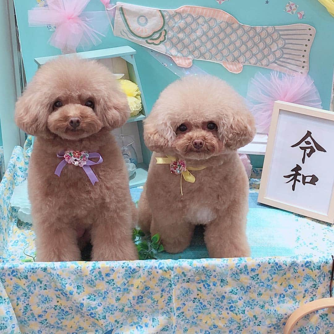 ももちゃん & まろんたんのインスタグラム：「平成では大変お世話になりました❤️ 令和もよろしくお願いします❤️❤️ ・ ・ #dog #dogs #dogstagram #poodle #poodles #poodlelove #poodleclub #toypoodle #toypoodles #toypoodlelove #toypoodleclub #east_dog_japan #all_dog_japan #ig_poodle #poodlesofficial #ふわふわ #ふわもこ部 #トイプードル #トイプードル部 #トイプードル大好き #トイプードル多頭飼い #まろんたん #ティーカッププードル #わんこなしでは生きていけません会 #joker六本木ヒルズ店 #トリミング #ももちゃん #toypoodleofficial #平成最後の #令和」