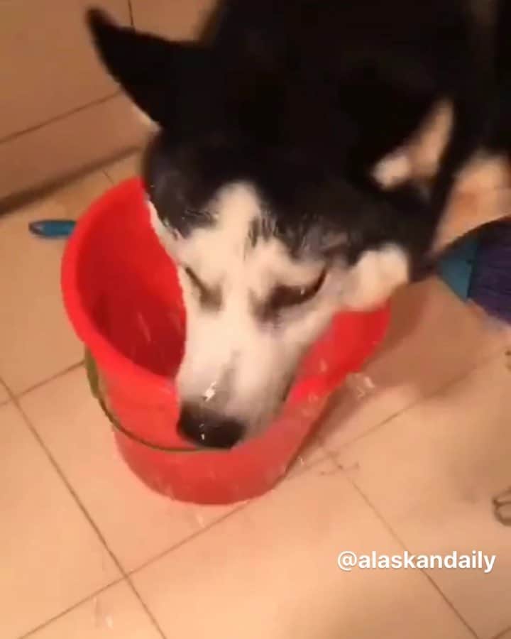 husky and malamuteのインスタグラム：「Sure. He is husky.😂😂🤣🤣 follow @alaskandaily （Twitter：alaskandaily）for more cute pic and video.😜 ……………………………………………………………… Each video was approved by the original author. But  don't have a Instagram account. We are first one post those video. So watermark credit @alaskandaily ……………………………………………………………… #alaskan#malamute#alaskanmalamute#alaskanhusky#malamutesofinstagram#puppylife#puppylove#puppydog#puppylover#dogdays#malamutepuppy#huskies#huskeypuppy#huskeiesreq#siberian#huskeiesofig#dogslife#dogsofnyc#cutedog#cutedogs#huskeypics#huskeylovers#huskygram#huskeylove#huskiesofinstagram#dogsofnyc#husky#狗」