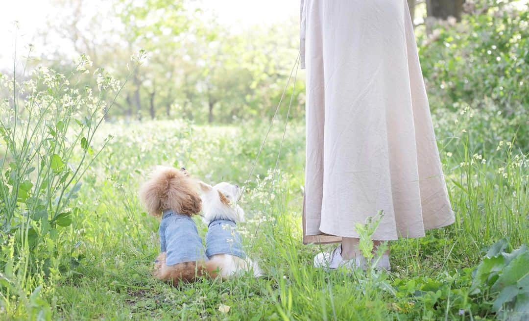 mamiのインスタグラム：「* 我が家は息子たち以外(長男、5月生まれ、次男、12月生まれ) 令和元年のお誕生日は迎えられないという事に 今さらながら気付いてしまった（笑）おそっ . . 息子たちの母になり ココ ちぇる エマに出会えた♡ . 辛いこともたくさんあったけれど、 個人的には小さな事で悩んでいられた平和な時代だった。 ありがとう 平成。 . . #オールドレンズ  #オールドレンズに恋をした #オールドレンズで繋がりたい #私が紡ぐ物語 #chihuahua #チワワ#poodle #toypoodle #プードル #トイプードル  #petstagram #dogsofinstagram #dogoftheday #fluffypack #dailypetstars #igersjp #_lovely_weekend #Airy_pics #whim_fluffy #tokyocameraclub #ファインダー越しのわたしの世界 #写真好きな人と繋がりたい #コリッチのらくがき」