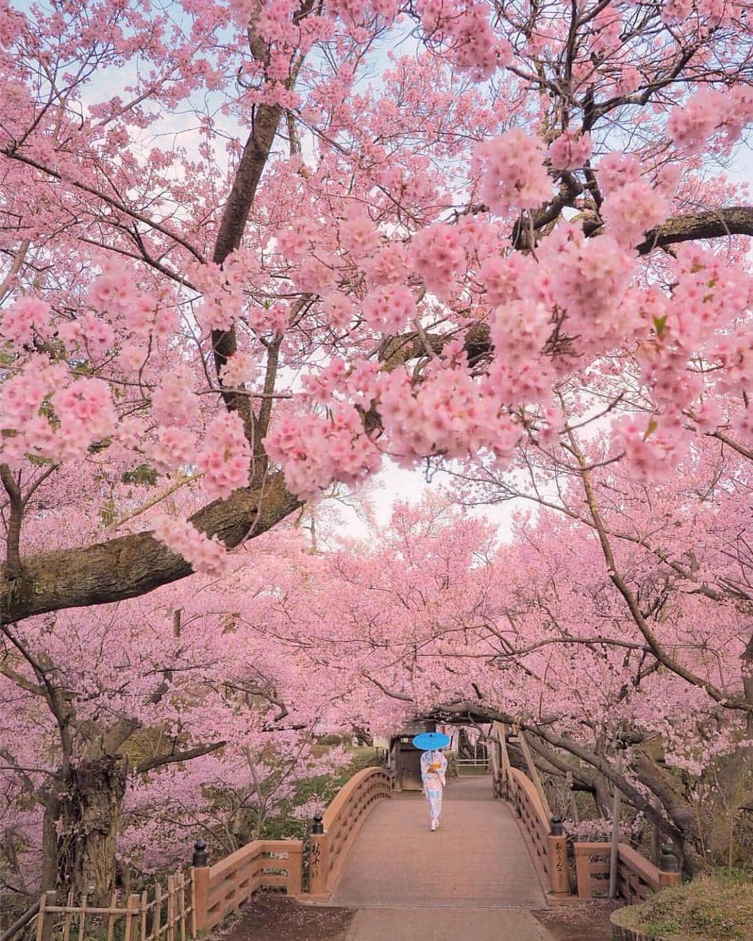 はなまっぷ❁日本の花風景さんのインスタグラム写真 - (はなまっぷ❁日本の花風景Instagram)「🍃🌸はなまっぷ平成最後の桜まつり🌸🍃 * @criss1016 さんの 平成の桜に花まるを💮 * 平成を彩る日本の美しい桜をありがとうございます😊🌸🍃 * 見頃を過ぎている場所もご紹介しています。 お出かけの際はHP等で最新の情報をご確認くださいね🙏🌸🍃 * 🌸•••🍃•••🌸•••🍃•••🌸•••🍃•••🌸 * 🌸桜まつり概要🌸 * 期間:平成最後の日まで タグ:#はなまっぷ * #はなまっぷ  のタグの中から、桜のお写真をどんどんご紹介させていただきます。期間中はランダムに、複数枚投稿でもご紹介させていただく場合がございます。 * #桜#sakura#花見#さくら#日本#春#花#平成最後の#満開 * 🌸•••🍃•••🌸•••🍃•••🌸•••🍃•••🌸 * はなまっぷより * 💌LINEスタンプ「はなまっぷちゃん」絶賛発売中！みなさんのLINEにも花まるを💮 💌はなまっぷ本、Amazonや全国の書店さんで満開です！ぜひお手にとっていただけると嬉しいです🌸 * LINEスタンプ、はなまっぷ本は、プロフ欄記載のTwitterアカウントよりご確認ください。 * 🌸•••🍃•••🌸•••🍃•••🌸•••🍃•••🌸 *」4月30日 23時06分 - hanamap